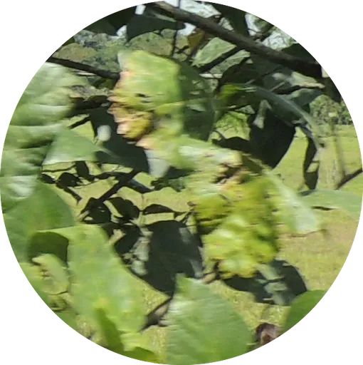 LeaperMp3 Leprechaun